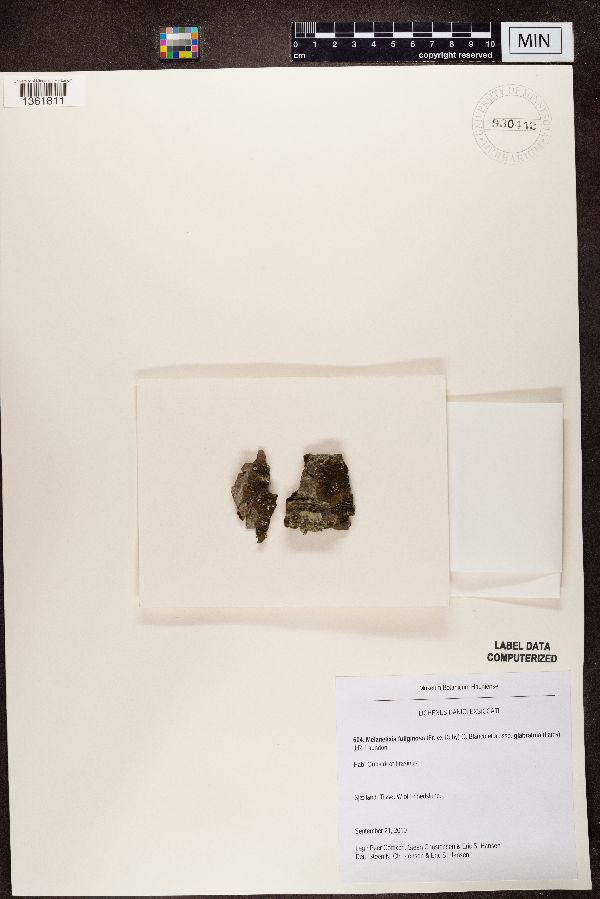 Melanelixia fuliginosa subsp. glabratula image