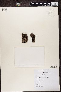Parmelia omphalodes image