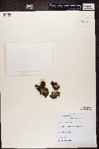 Lasallia pustulata image
