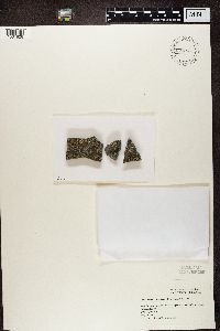 Myriolecis albescens image