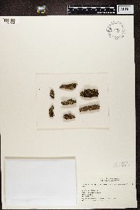 Melanelixia fuliginosa subsp. glabratula image