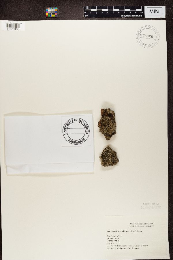 Phaeophyscia orbicularis image