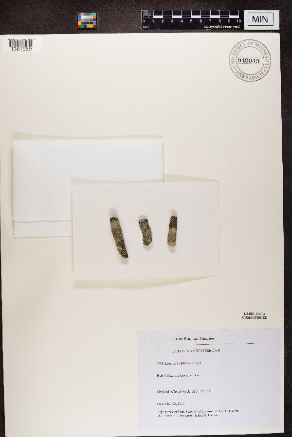 Lecanora chlarotera image