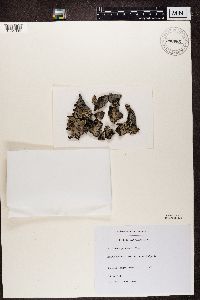 Lasallia pustulata image
