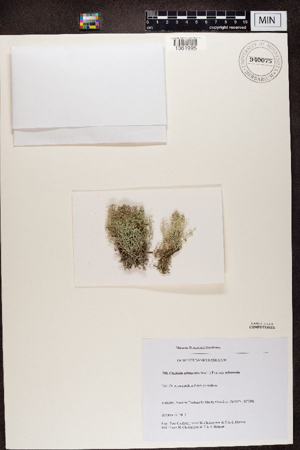 Cladonia arbuscula subsp. arbuscula image