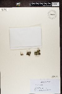 Cladonia fimbriata image
