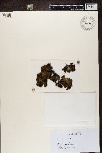 Lasallia pustulata image
