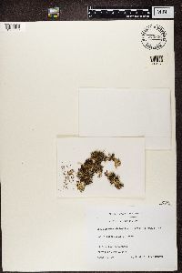 Cetrariella delisei image