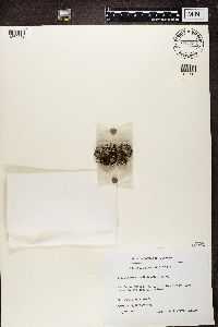 Image of Cladonia pocillum