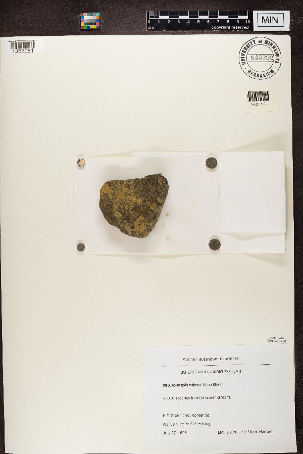 Ionaspis odora image
