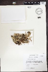 Cladonia ecmocyna image