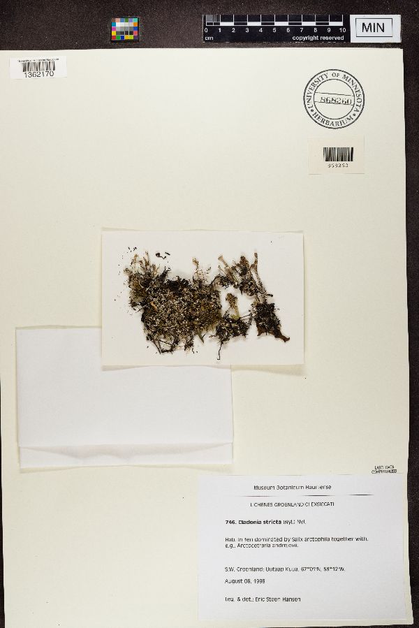Cladonia stricta image