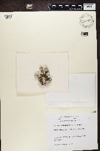 Lepraria vouauxii image