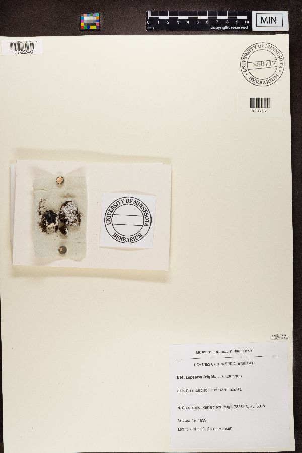 Lepraria frigida image