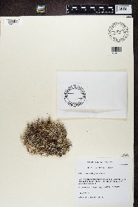 Cladonia stygia image