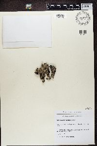 Parmelia saxatilis image