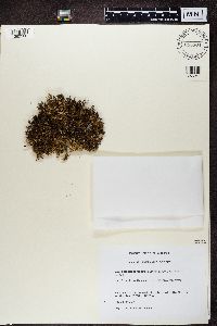Cetrariella delisei image