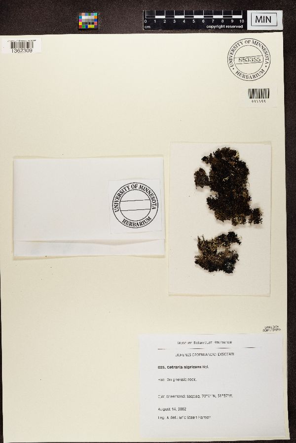 Cetraria nigricans image