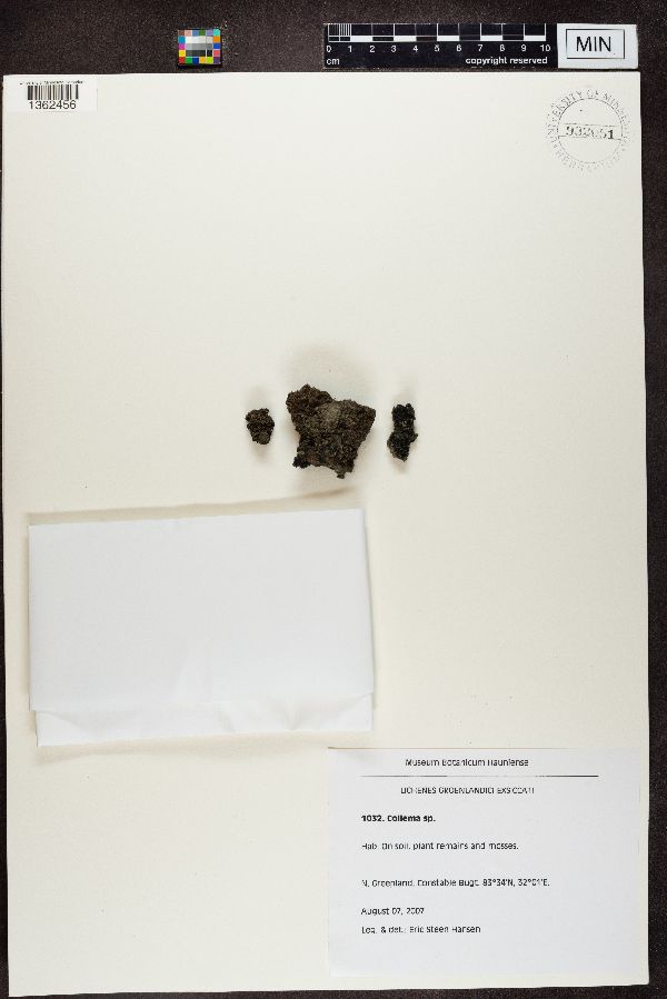 Collema image