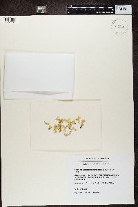 Flavocetraria cucullata image