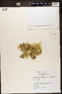 Alectoria sarmentosa subsp. vexillifera image