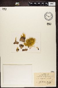 Letharia vulpina image