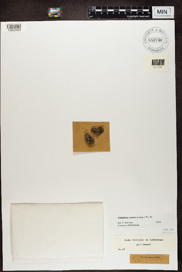 Lecanora cerina image