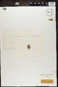 Lecidea vesicularis image
