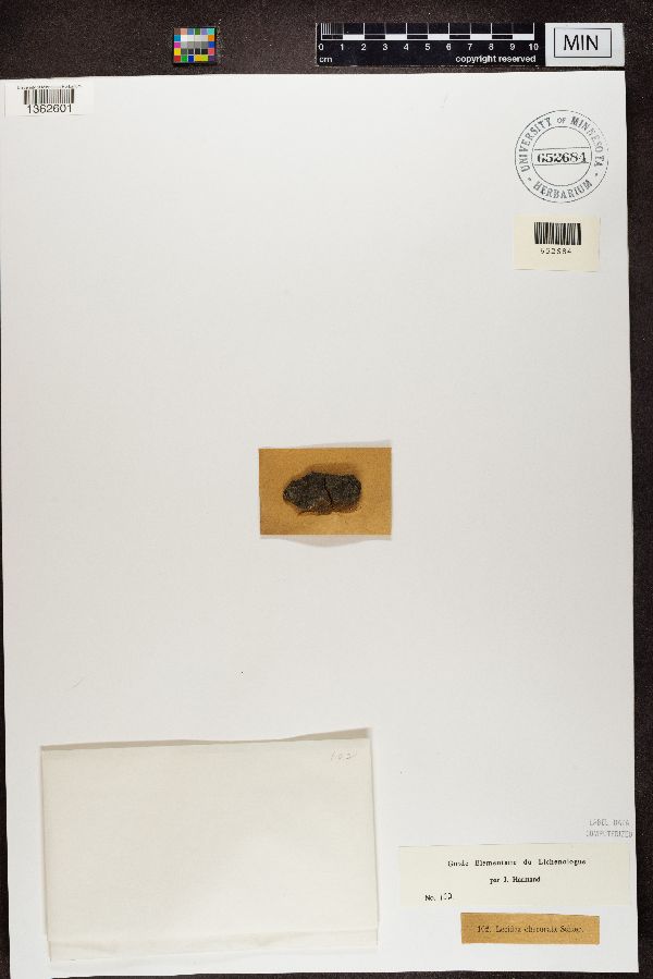 Lecidea obscura image