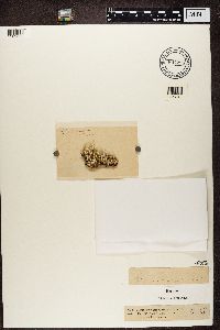 Cladonia ochrochlora image
