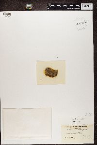 Pycnothelia papillaria image