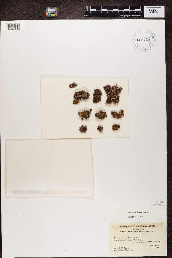 Cladonia pulchella image
