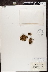 Placidium arboreum image