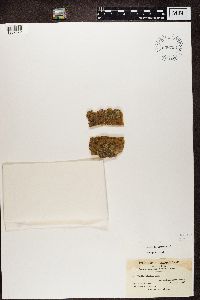 Glyphis cicatricosa image