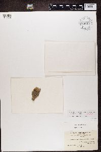Image of Cresponea chloroconia