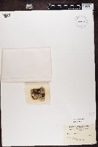 Protoparmeliopsis pinguis image
