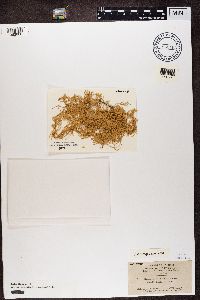 Lobaria pulmonaria image