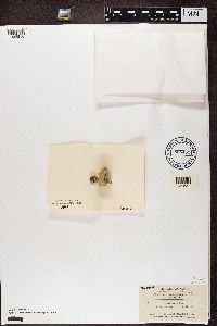 Lecania dudleyi image