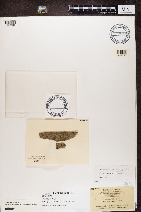 Lecanactis salicina image