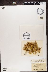 Letharia vulpina image