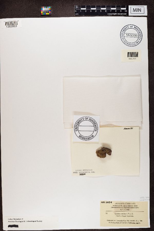 Lecidea catalinaria image