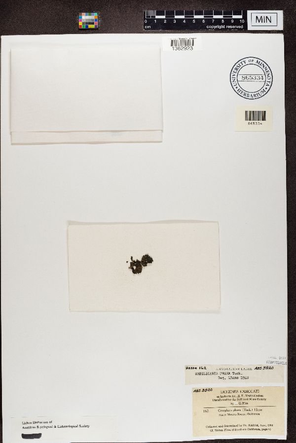 Gyrophora phaea image