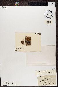 Dimelaena thysanota image