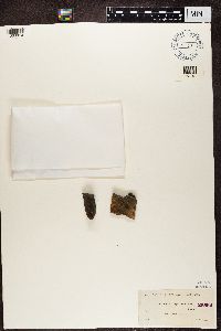 Dimelaena thysanota image