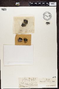 Lecidea atroalba image