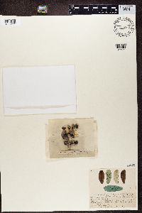 Lecidea atroalba image