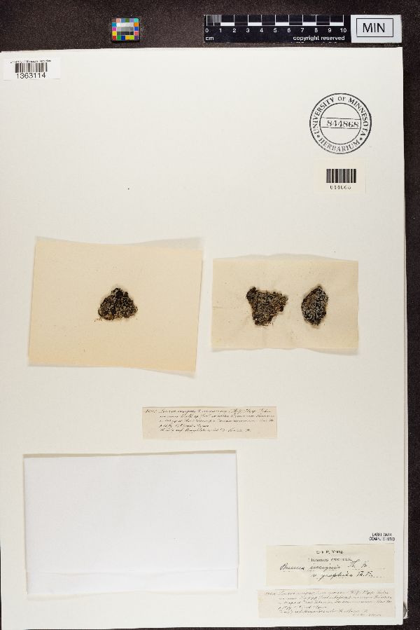 Lecidea insignis var. muscorum image
