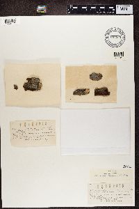 thumbnail image of current specimen