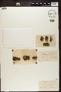 Bacidia rubella image