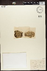 Ochrolechia pallescens image